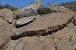 Tillandsia sp mini a jesterka Nazca to San Juan de Marcona GPS193 Peru_Chile 2014_0356.jpg